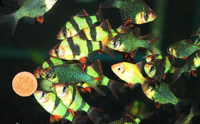 Барбус Ассорти (Glo, Суматранец, Мутант), S